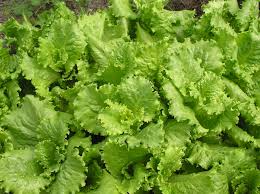 Attēlu rezultāti vaicājumam “Lactuca sativa”