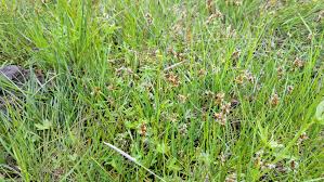 Attēlu rezultāti vaicājumam “Blysmus compressus”