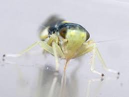 Attēlu rezultāti vaicājumam “Eupteryx vittata”