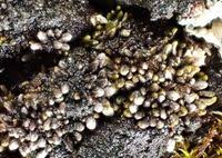 Attēlu rezultāti vaicājumam “Trilophozia quinquedentata”