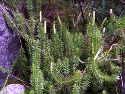 Attēlu rezultāti vaicājumam “Lycopodium annotinum”