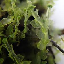 Attēlu rezultāti vaicājumam “Calypogeia fissa”