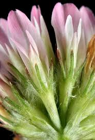 Attēlu rezultāti vaicājumam “Trifolium fragiferum”