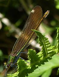 Attēlu rezultāti vaicājumam “Calopteryx virgo female”