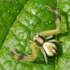 Attēlu rezultāti vaicājumam “Misumena vatia”