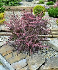 Attēlu rezultāti vaicājumam “Berberis thunbergii”