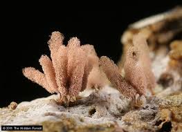 Attēlu rezultāti vaicājumam “Arcyria affinis stalked”