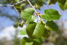 Attēlu rezultāti vaicājumam “Tilia tomentosa leaf”