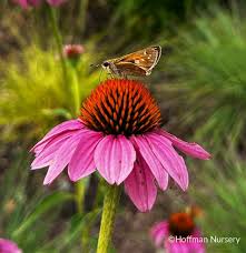 Attēlu rezultāti vaicājumam “Calamagrostis purpurea flower”