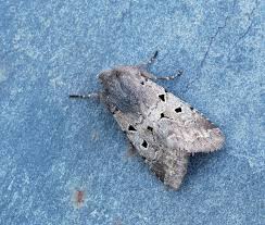 Attēlu rezultāti vaicājumam “Orthosia gothica”