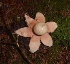 Attēlu rezultāti vaicājumam “Geastrum rufescens”