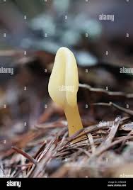 Attēlu rezultāti vaicājumam “Spathularia flavida”