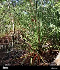 Attēlu rezultāti vaicājumam “Cladium mariscus leaf”