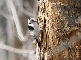 Attēlu rezultāti vaicājumam “Dendrocopos minor female”