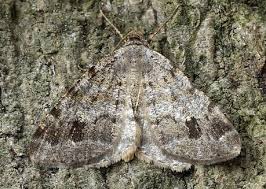 Attēlu rezultāti vaicājumam “Macaria signaria”