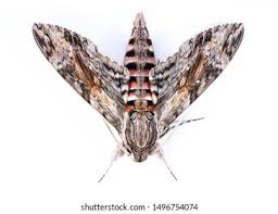 Attēlu rezultāti vaicājumam “Agrius convolvuli”