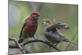 Attēlu rezultāti vaicājumam “Pinicola enucleator”