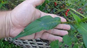 Attēlu rezultāti vaicājumam “Persicaria hydropiper leaf”