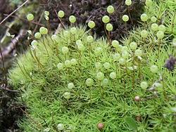 Attēlu rezultāti vaicājumam “Bartramia pomiformis sporophyte”