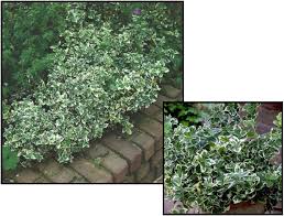 Attēlu rezultāti vaicājumam “Euonymus”