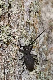 Attēlu rezultāti vaicājumam “Lamia textor”