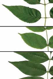 Attēlu rezultāti vaicājumam “Fraxinus pennsylvanica female flower”