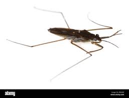 Attēlu rezultāti vaicājumam “Gerridae”