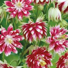 Image result for Aquilegia vulgaris `Nora Barlow`