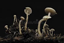 Attēlu rezultāti vaicājumam “Collybia cirrhata”