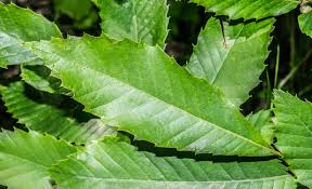 Attēlu rezultāti vaicājumam “Castanea sativa  leaf”