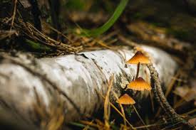 Attēlu rezultāti vaicājumam “Mycena zephirus”