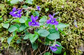 Attēlu rezultāti vaicājumam “Viola riviniana”