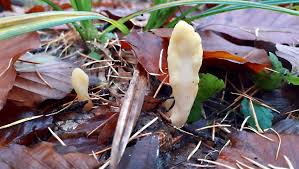 Attēlu rezultāti vaicājumam “Spathularia flavida”