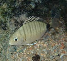 Image result for Diplodus sargus