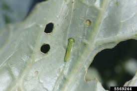 Attēlu rezultāti vaicājumam “Pieris rapae larva”