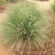 Attēlu rezultāti vaicājumam “Lycogala roseosporum sessile”