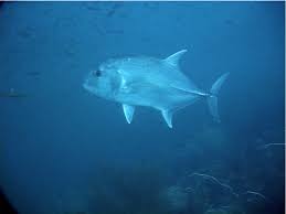 Image result for Caranx ignobilis