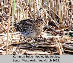 Attēlu rezultāti vaicājumam “Gallinago gallinago eggs”