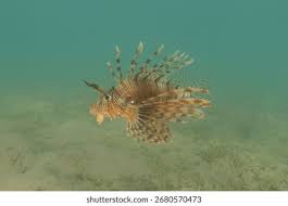Image result for Pterois miles
