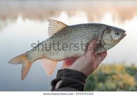 Attēlu rezultāti vaicājumam “Leuciscus idus”