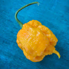 Afbeeldingsresultaat voor yellow fratali hot pepper