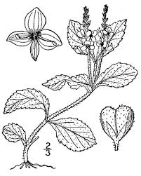 Attēlu rezultāti vaicājumam “Veronica officinalis leaf”