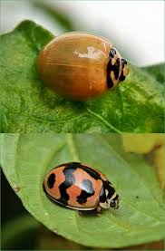 Attēlu rezultāti vaicājumam “Psallus sp. imago”