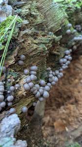 Attēlu rezultāti vaicājumam “Lycogala exiguum aggr. young”