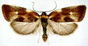 Attēlu rezultāti vaicājumam “Eulia ministrana”