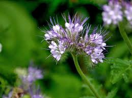 Attēlu rezultāti vaicājumam “Phacelia tanacetifolia”
