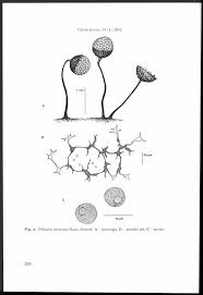 Attēlu rezultāti vaicājumam “Cribraria aurantiaca var. persoonii spores”