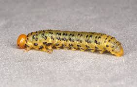 Attēlu rezultāti vaicājumam “Pristiphora maesta larva”