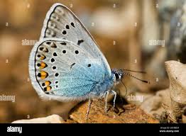 Attēlu rezultāti vaicājumam “Agrodiaetus amandus male”