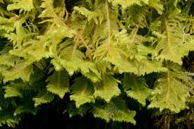 Attēlu rezultāti vaicājumam “Ptilium crista-castrensis sporophyte”